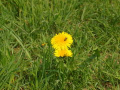 Biene Maja war auch da!